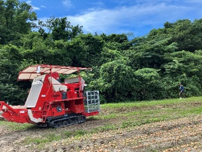 タマネギの生産工程